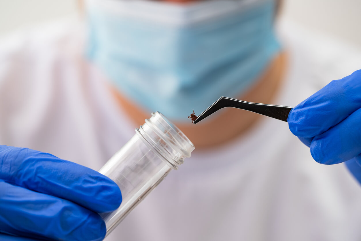 Scientist wearing blue gloves and mask placing a tick in a test tube using tweezers